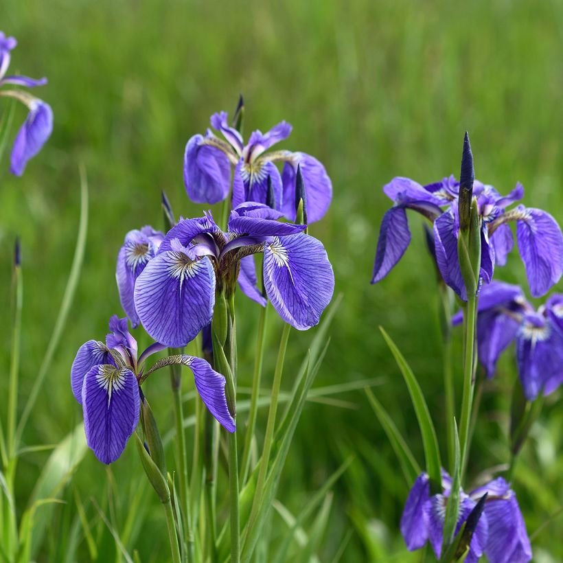 Iris setosa - Giaggiolo (Porto)
