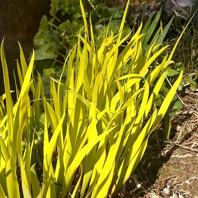 Iris sibirica Fran's gold - Giaggiolo siberiano (Foliage)
