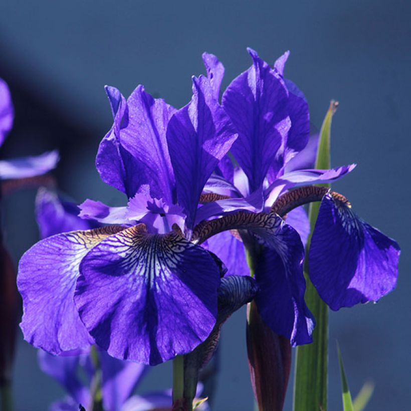 Iris sibirica Blue King - Giaggiolo siberiano (Flowering)