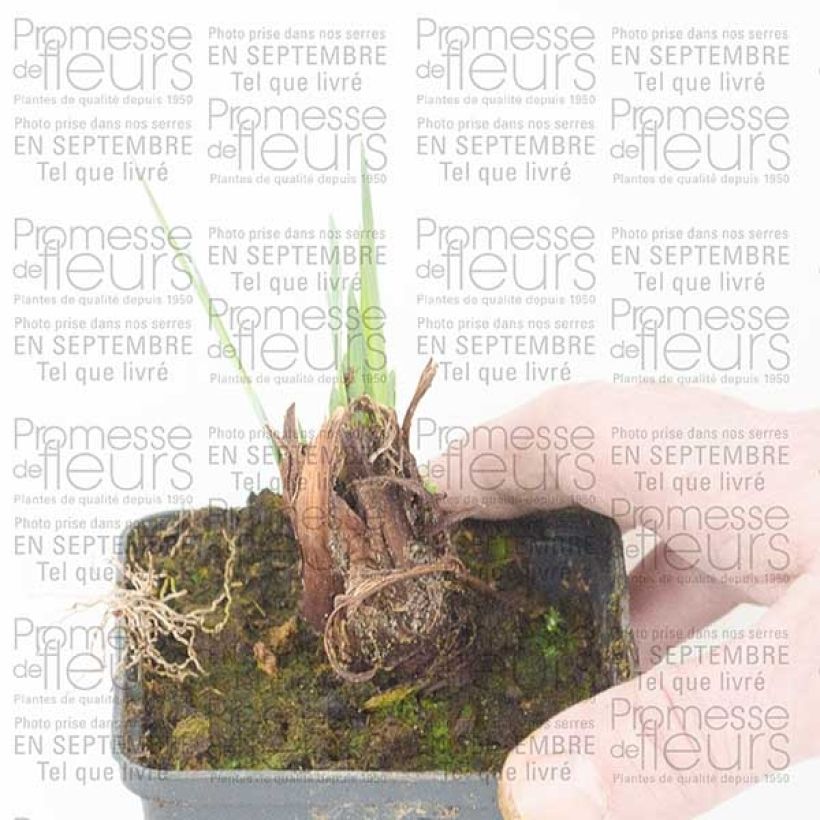 Esempio di esemplare Iris sibirica Lemon Veil - Giaggiolo siberiano Vasetto da 8/9 cm come consegnato