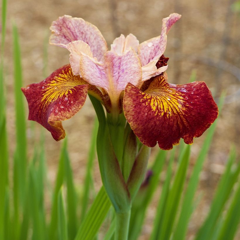 Iris sibirica Paprikash - Giaggiolo siberiano (Fioritura)