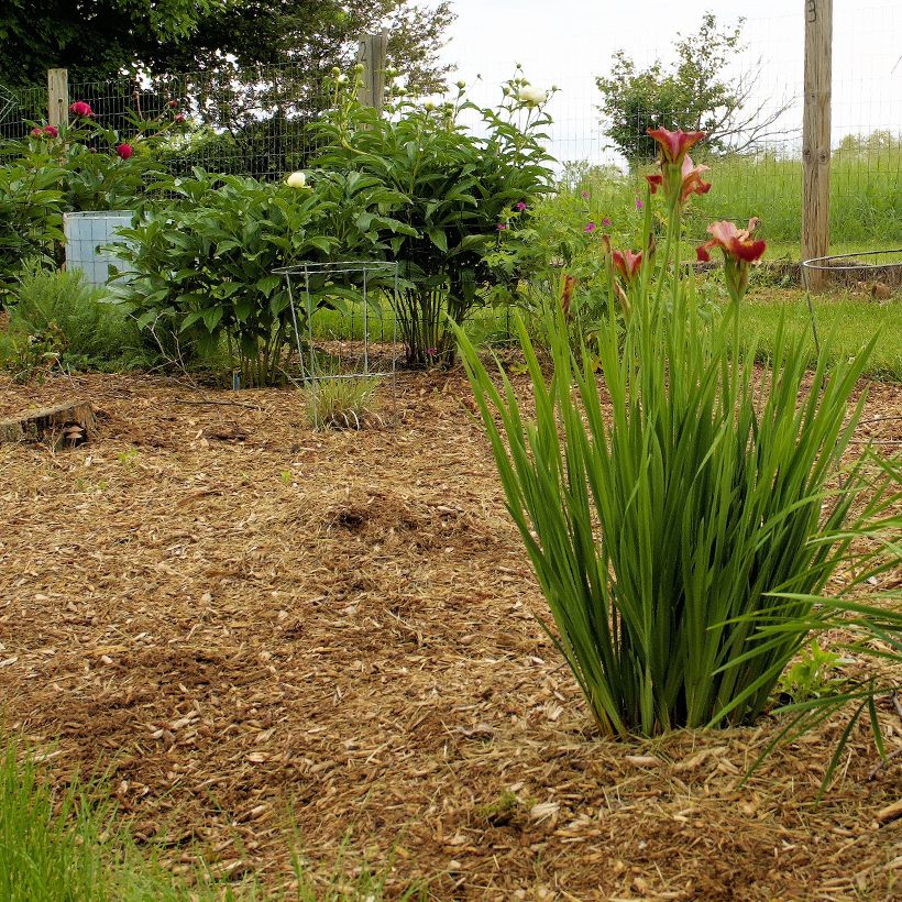 Iris sibirica Paprikash - Giaggiolo siberiano (Porto)