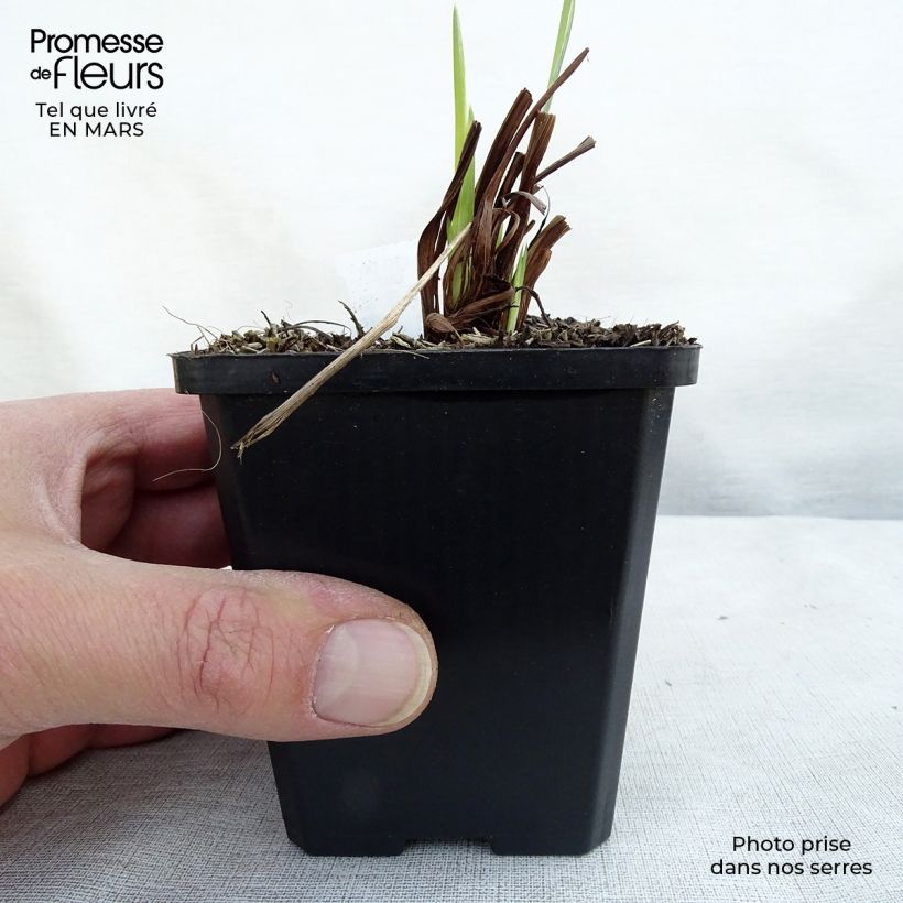 Example of Iris sibirica Perry's Blue - Giaggiolo siberiano Vasetto da 8/9 cm as you get in printemps