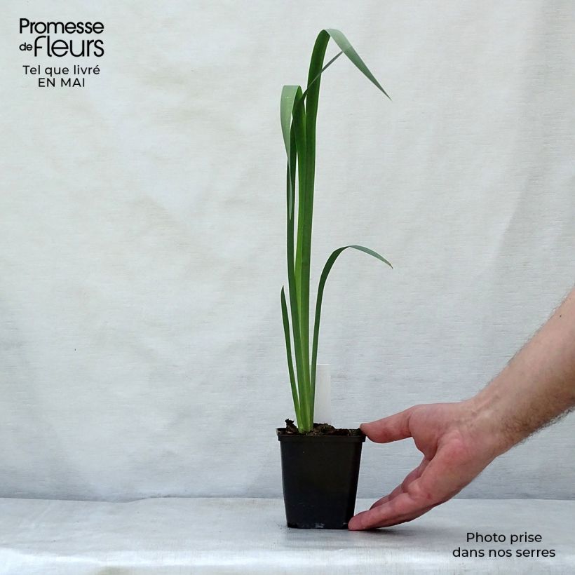 Iris sibirica Snow Queen - Giaggiolo siberiano Vasetto da 8/9 cm esemplare consegnato in primavera