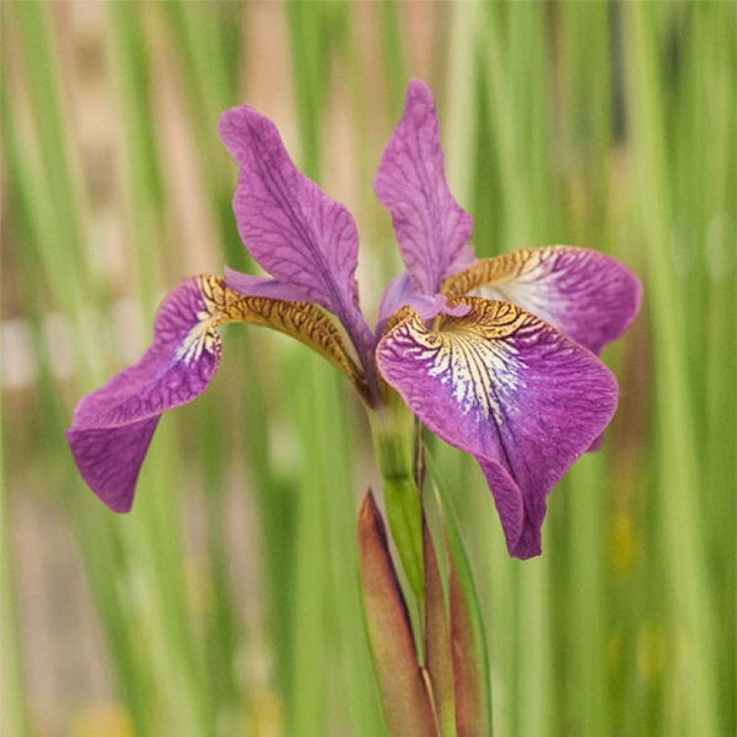 Iris sibirica Sparkling Rose - Giaggiolo siberiano (Fioritura)