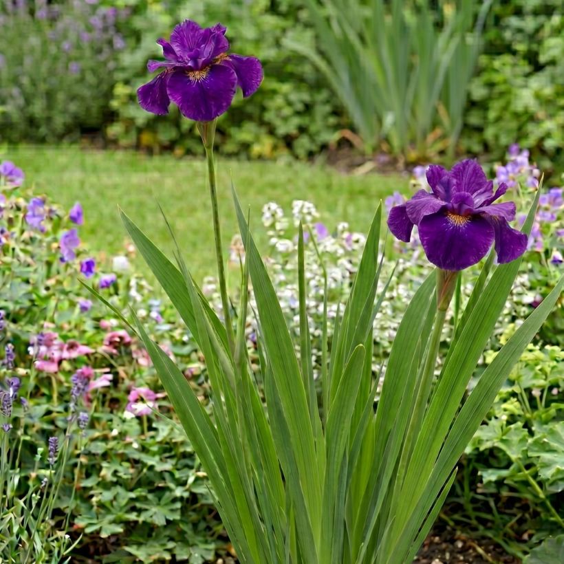 Iris sibirica Spindazzle - Giaggiolo siberiano (Porto)