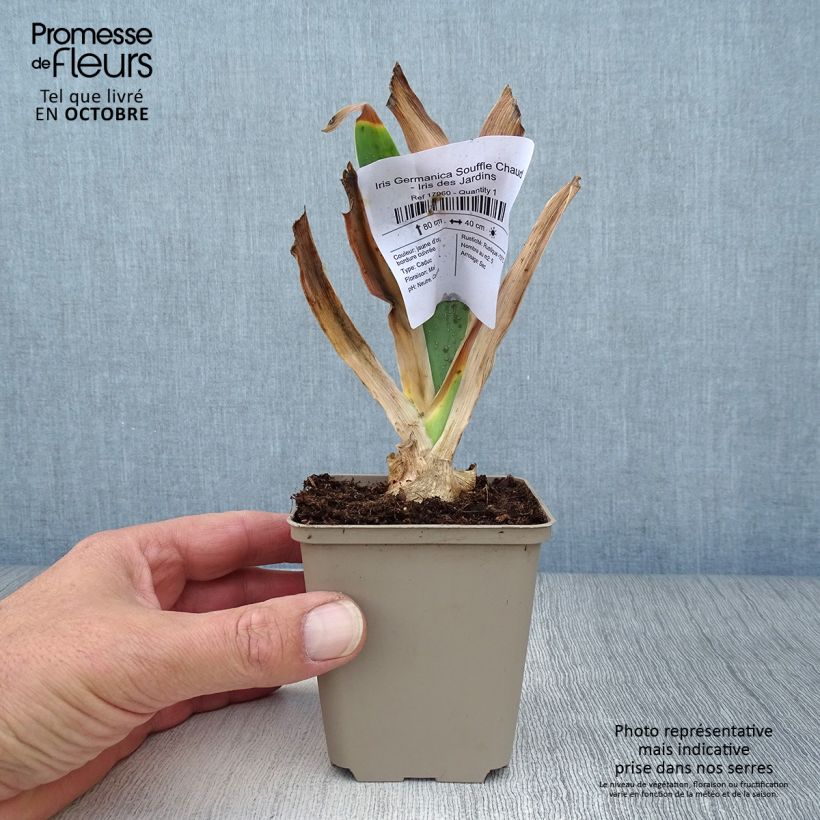 Esemplare di Iris Germanica Souffle Chaud - Iris des Jardins Godet de 8/9 cm come consegnato in autunno