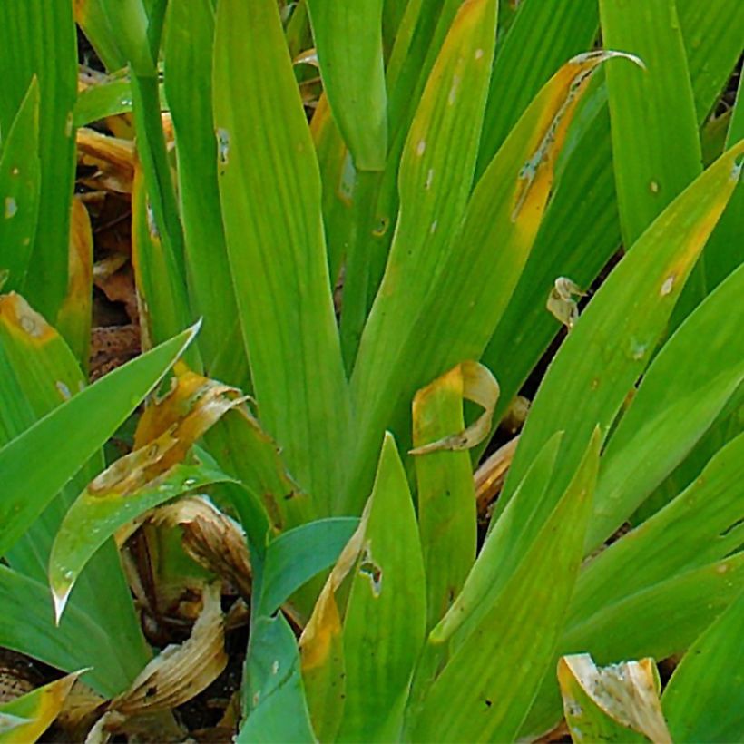 Iris tectorum - Giaggiolo dei tetti (Foliage)