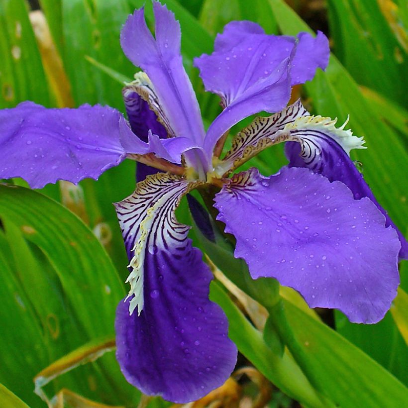 Iris tectorum - Giaggiolo dei tetti (Flowering)
