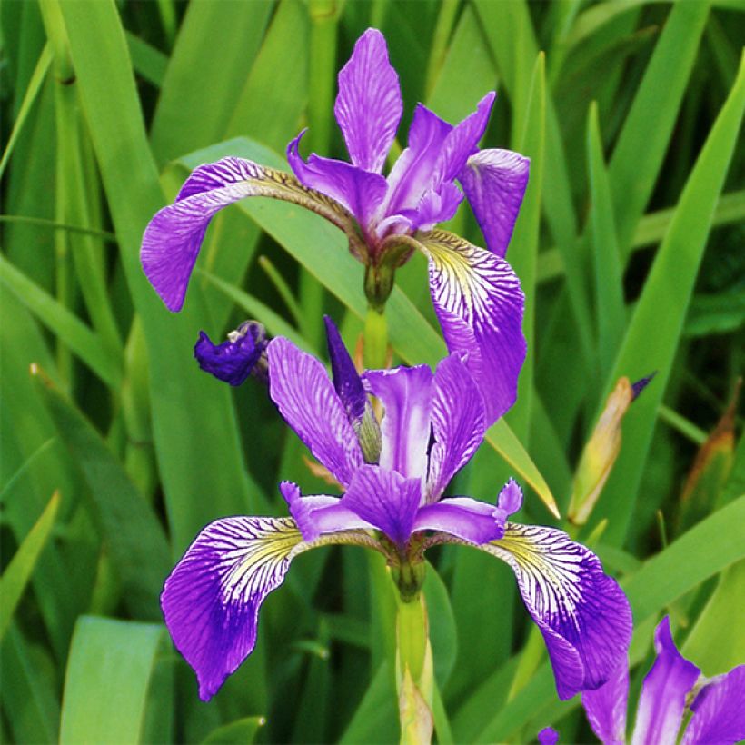 Iris versicolor Kermesina - Giaggiolo (Fioritura)