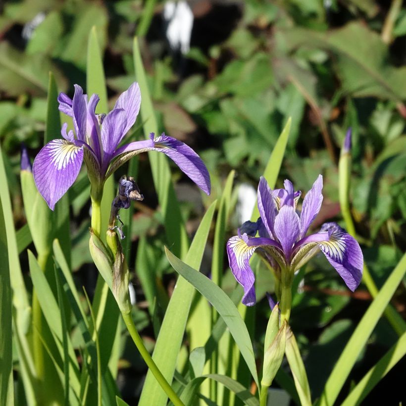Iris versicolor Variegata - Giaggiolo (Fioritura)