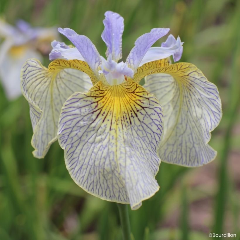 Iris Ally Oops - Giaggiolo acquatico (Fioritura)