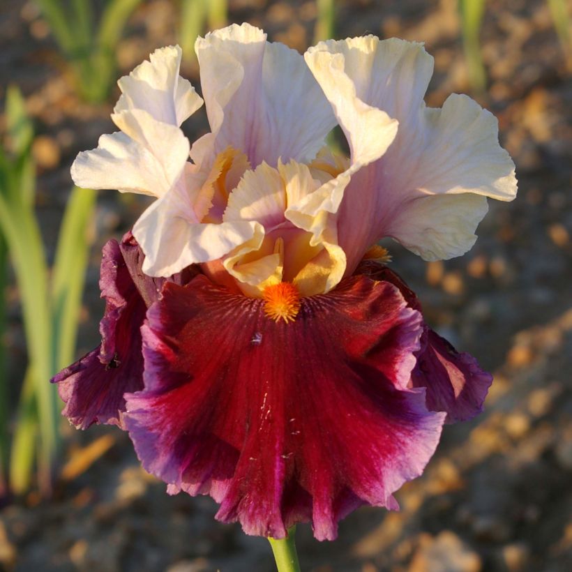 Iris germanica Dance Hall Dandy - Giaggiolo paonazzo (Fioritura)