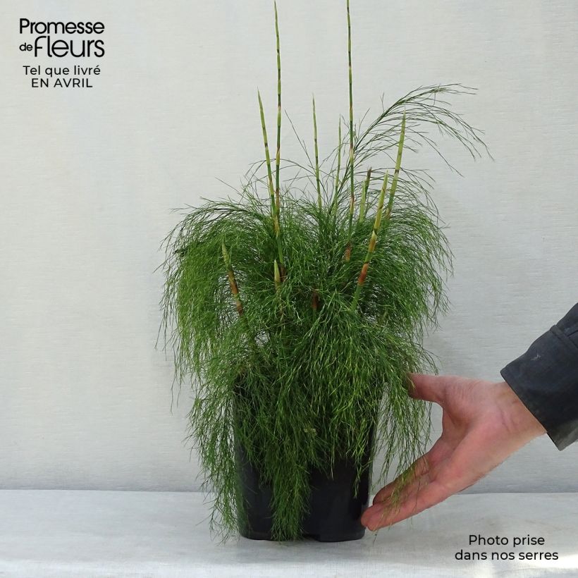 Example of Ischyrolepis subverticillata Vaso da 2L/3L as you get in printemps