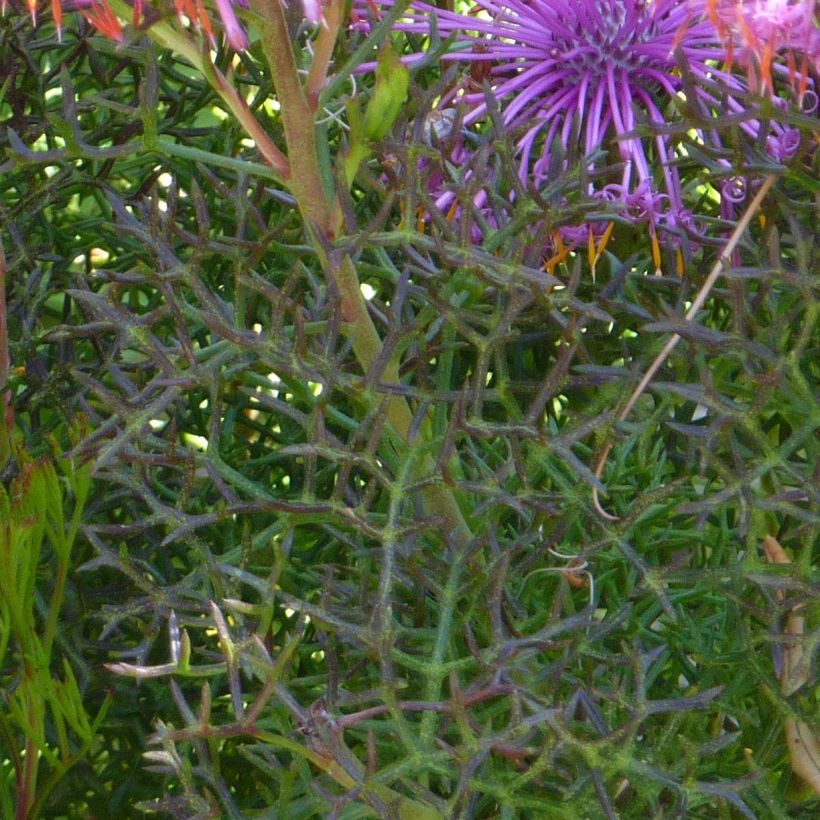 Isopogon formosus (Fogliame)