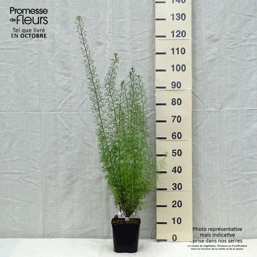 Esemplare di Isopogon formosus Vaso da 3L/4L come consegnato in autunno