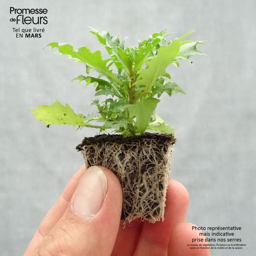 Isotoma axillaris Tristar Deep Blue Jardimotte: zolla da 3,8 cm x 3,2 cm in vassoio da 16 pezzi. esemplare consegnato in primavera