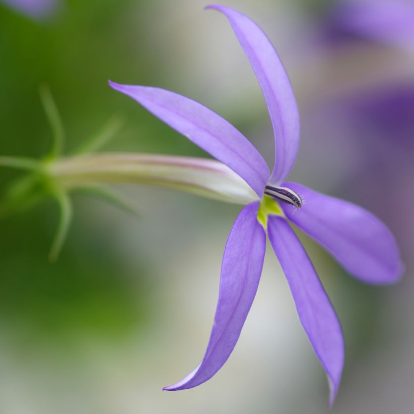 Isotoma Stella Blue (Fioritura)