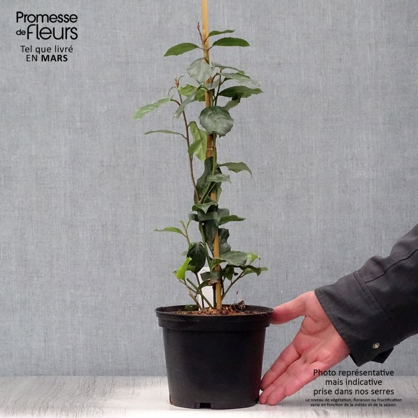 Example of Itea ilicifolia Vaso da 2L/3L as you get in printemps