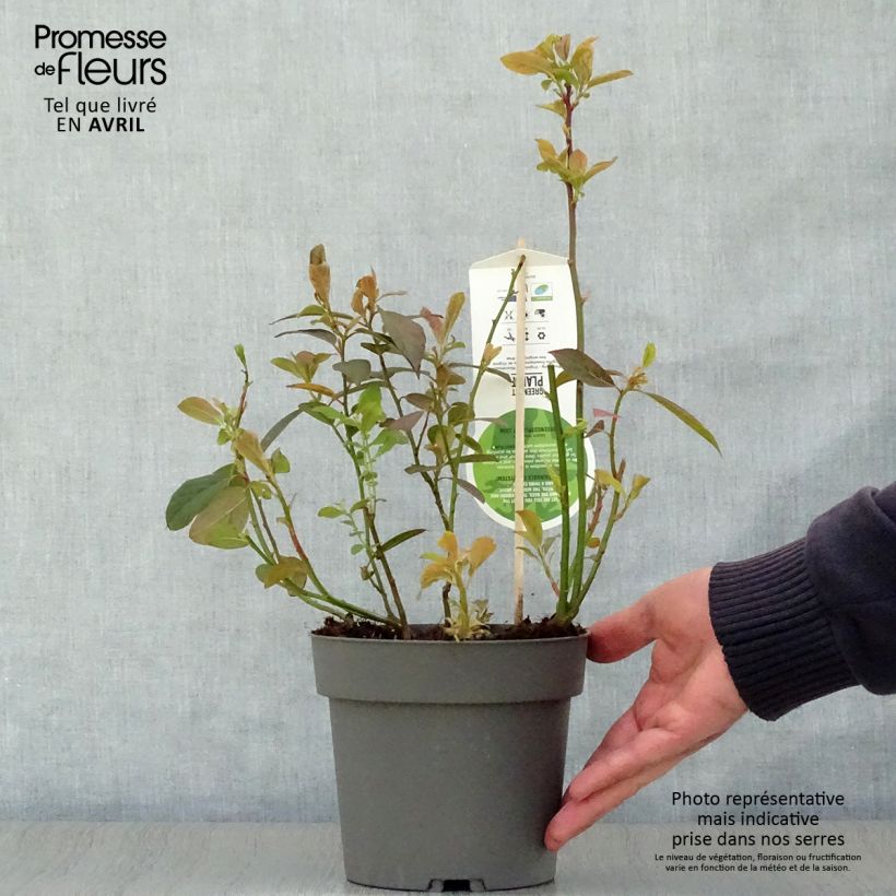 Example of Itea virginica Henry's Garnet Vaso da 2L/3L as you get in printemps