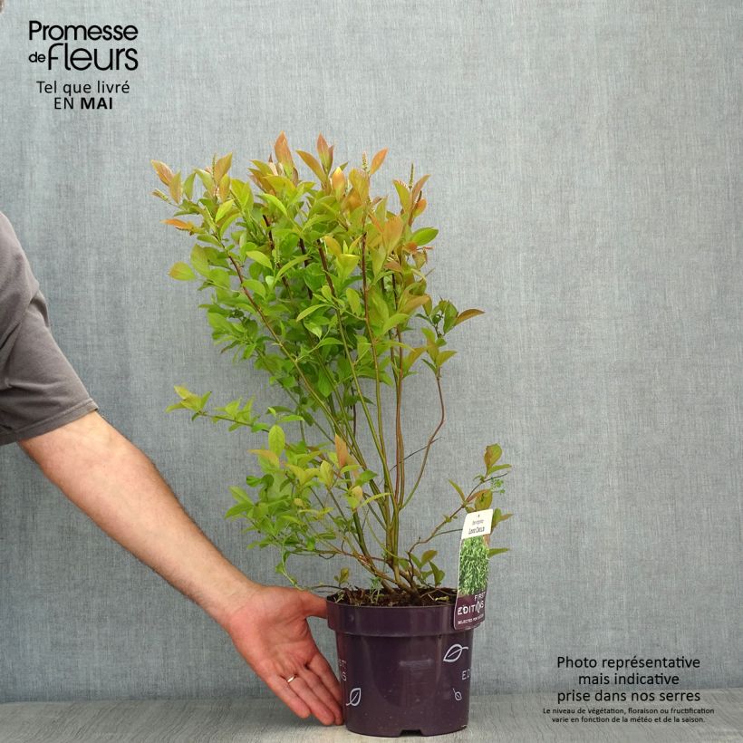 Itea virginica Love Child Vaso da 2L/3L esemplare consegnato in primavera