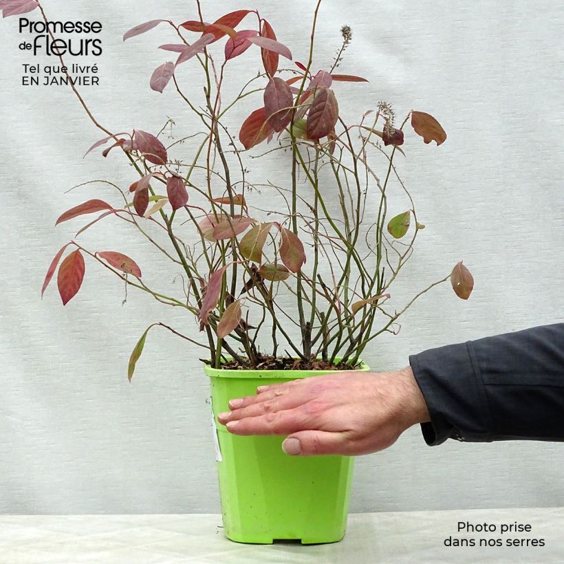 Itea virginica Scentlandia Vaso da 4L/5L esemplare consegnato in inverno