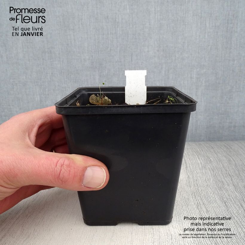 Jaborosa integrifolia - Mandragora a foglia intera Vasetto da 8/9 cm esemplare consegnato in inverno