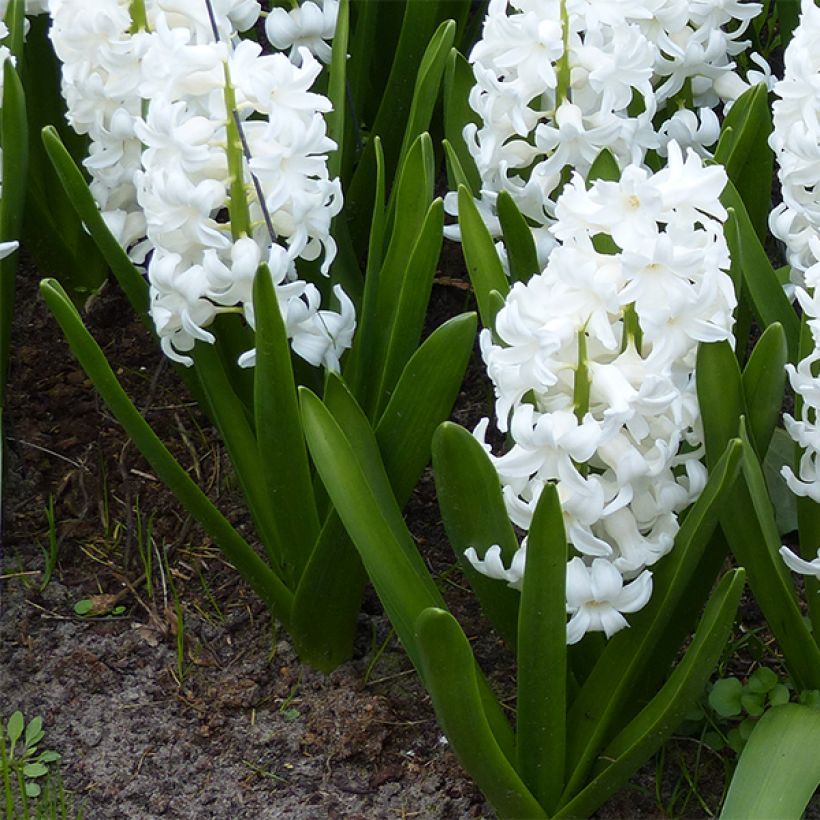 Giacinto Aiolos - Hyacinthus (Porto)