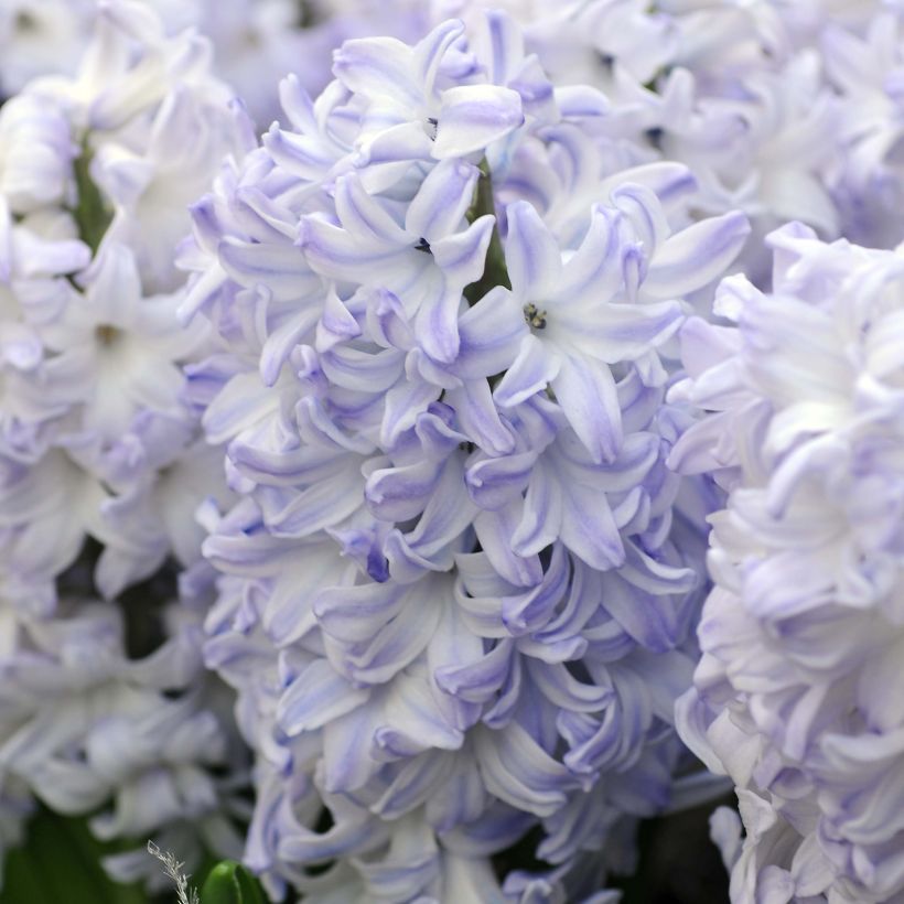 Giacinto Blue Eyes - Hyacinthus (Fioritura)
