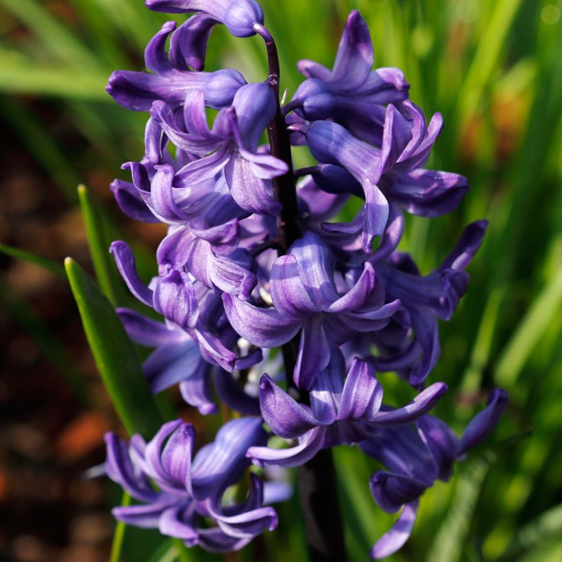 Giacinto Blue Pearl (forzato) - Hyacinthus (Flowering)