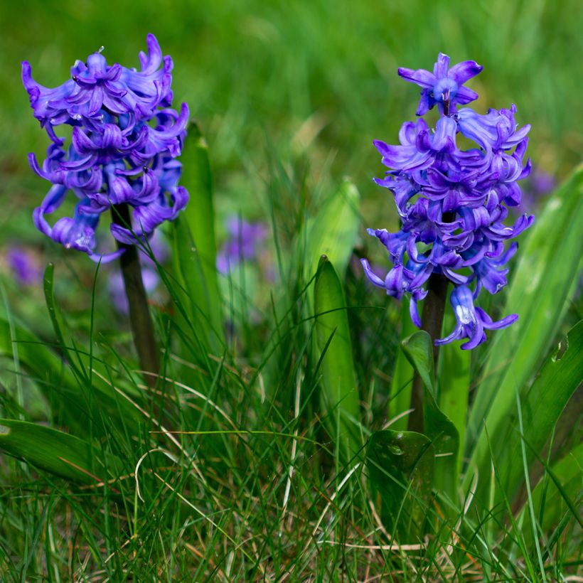 Giacinto Blue Pearl (forzato) - Hyacinthus (Plant habit)