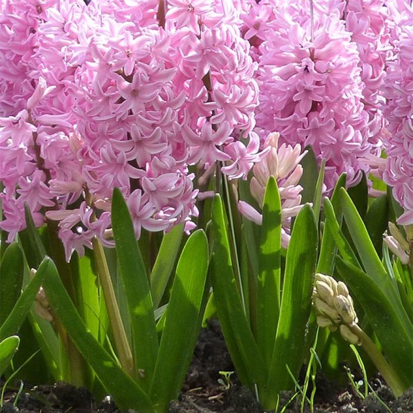 Giacinto Fondant (forzato) - Hyacinthus (Porto)