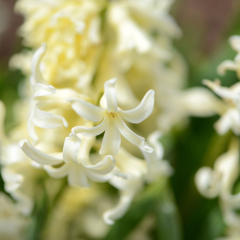 Giacinto Gipsy Princess - Hyacinthus (Fioritura)