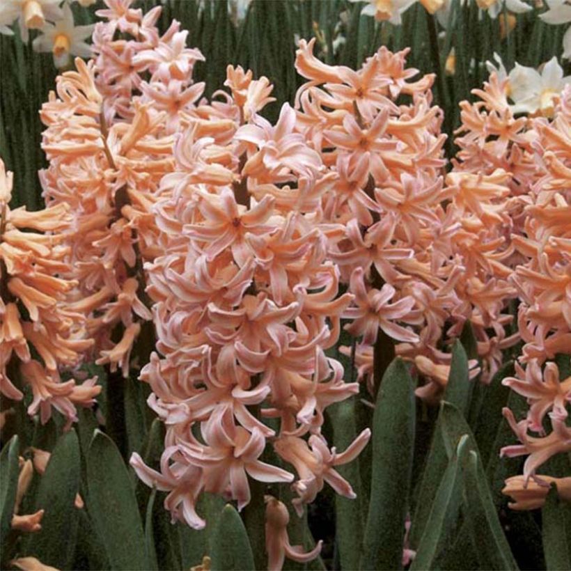 Giacinto Gipsy Queen - Hyacinthus (Fioritura)