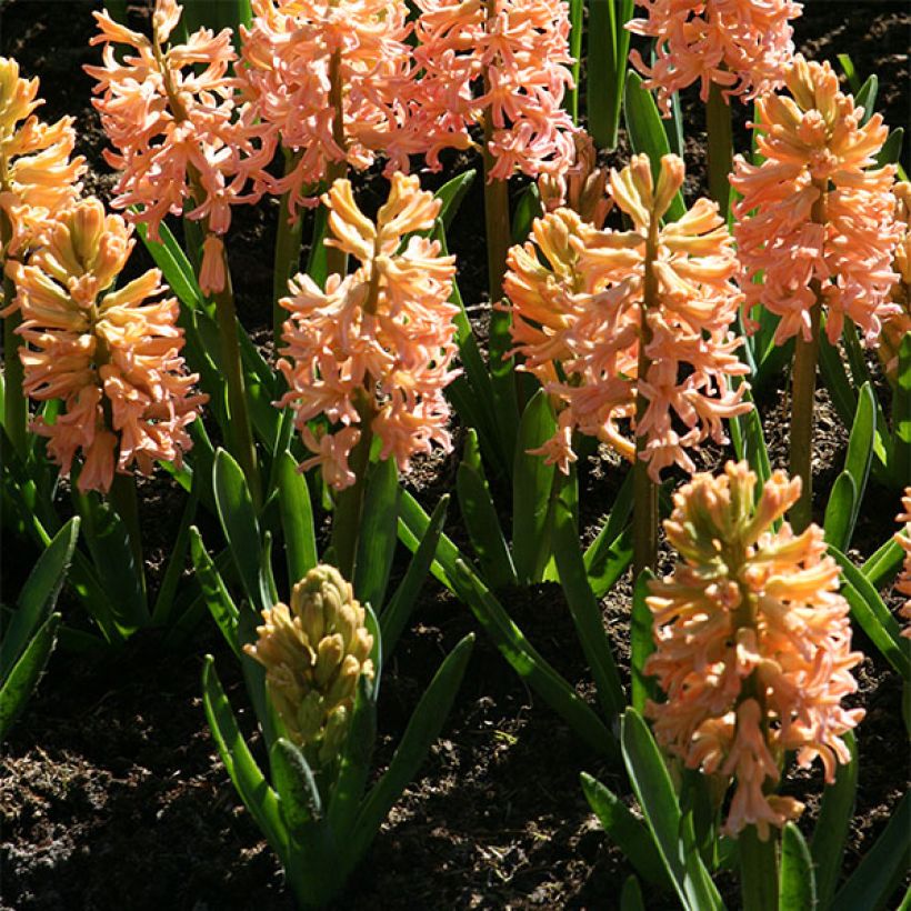 Giacinto Gipsy Queen - Hyacinthus (Porto)