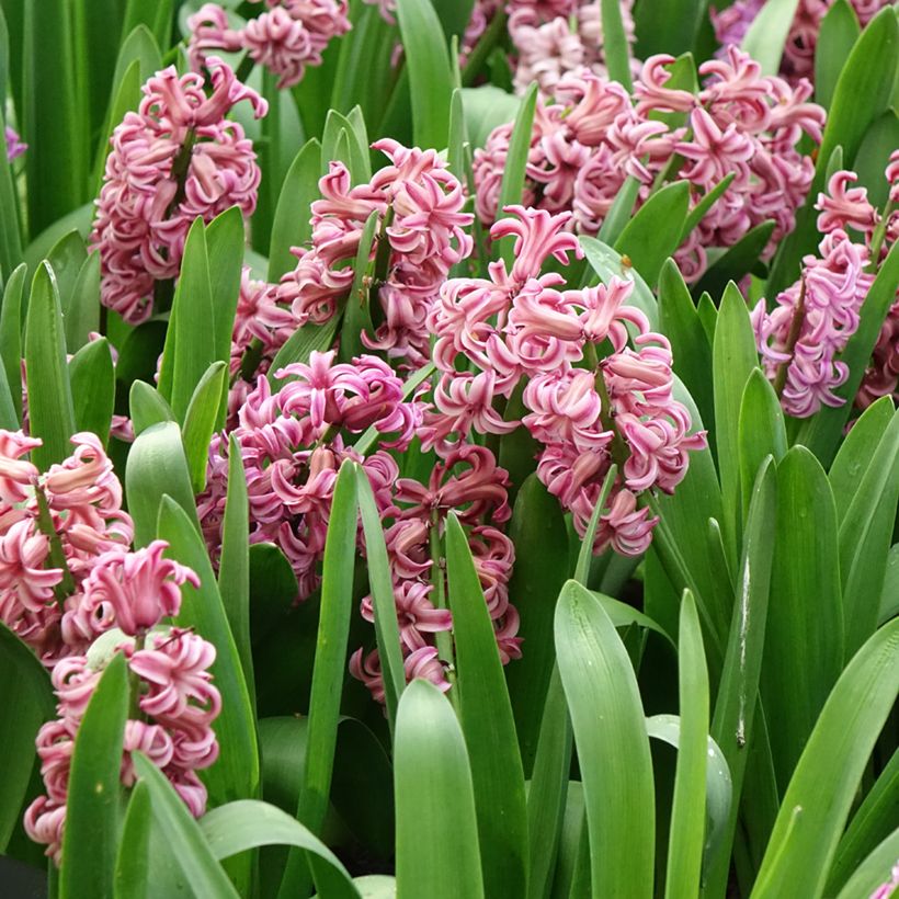 Giacinto Anna Liza - Hyacinthus (Fioritura)