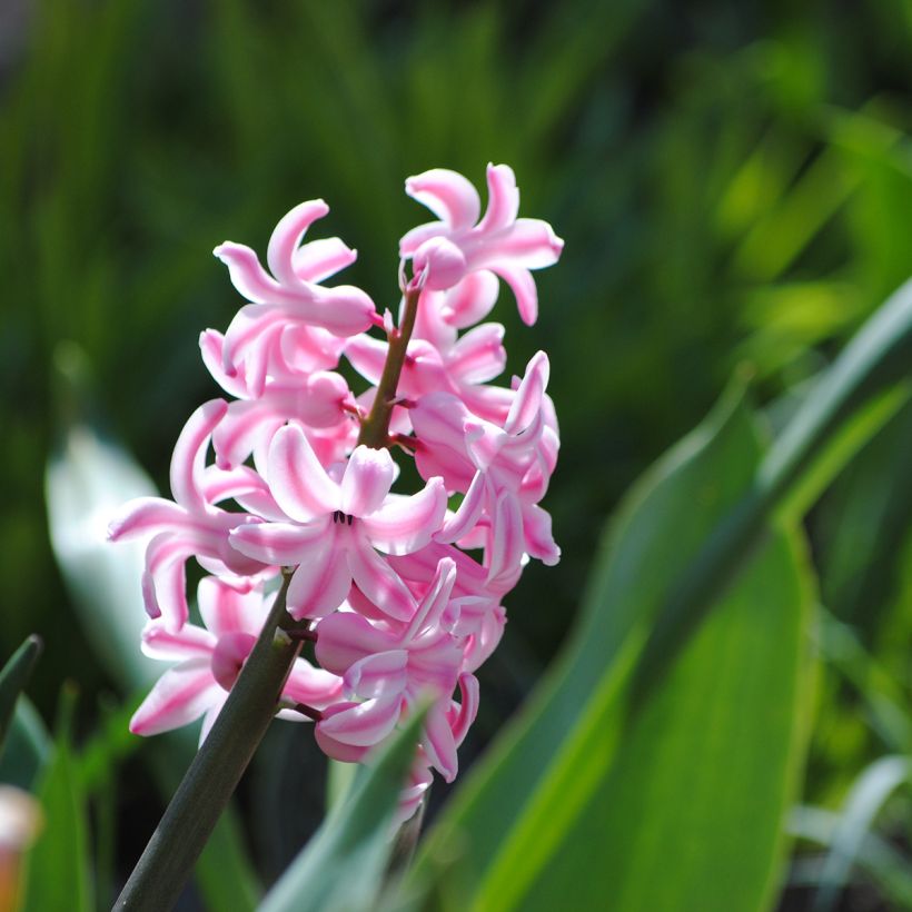 Giacinto Pink Pearl - Hyacinthus (Fioritura)