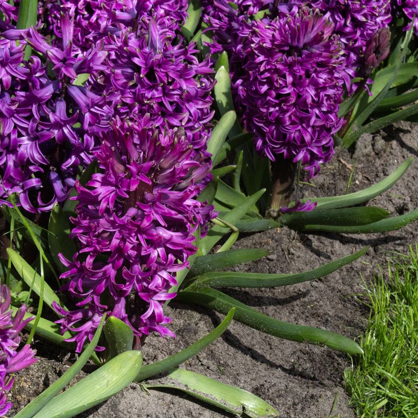 Giacinto Purple Sensation - Hyacinthus (Fioritura)