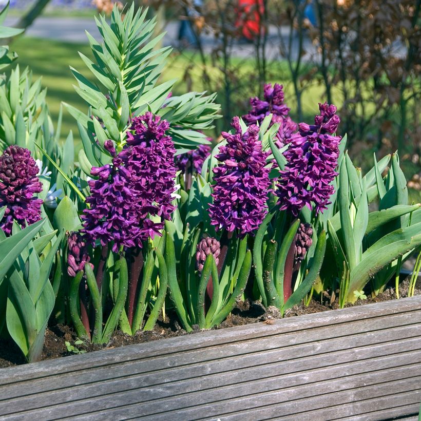 Giacinto Woodstock - Hyacinthus (Porto)