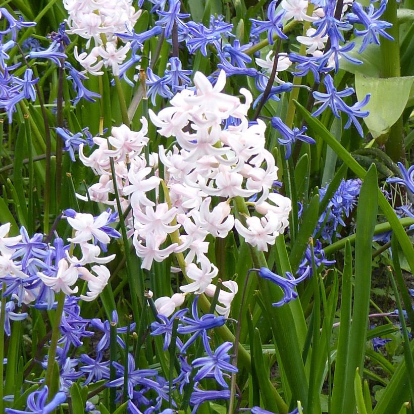 Giacinto Multiflora White - Hyacinthus (Fioritura)