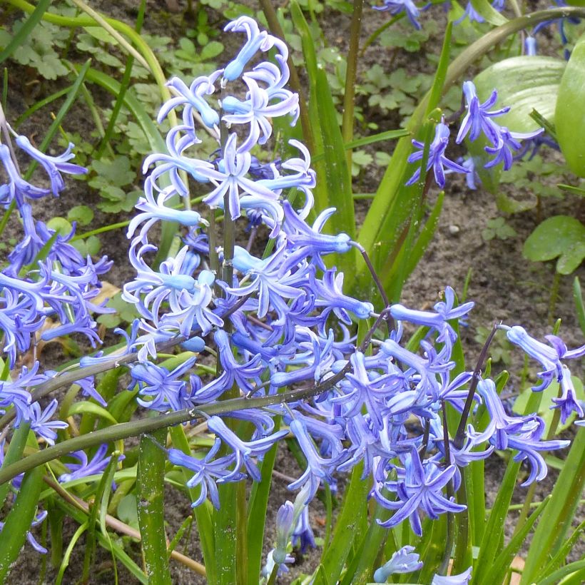 Giacinto Multiflora Blue - Hyacinthus (Fioritura)