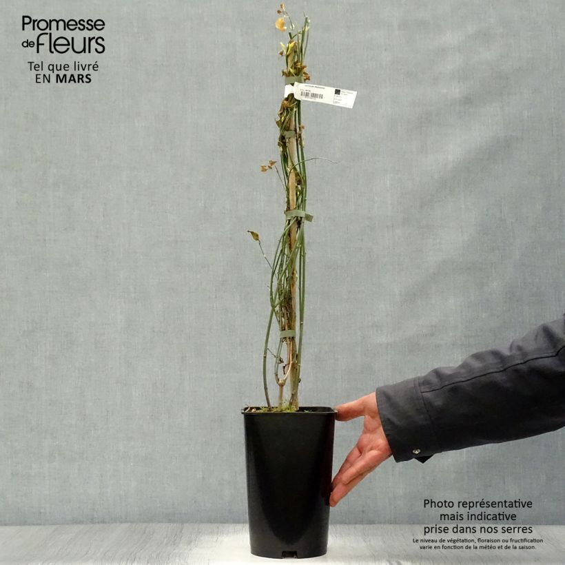 Jasminum stephanense - Gelsomino Vaso da 2L/3L esemplare consegnato in primavera