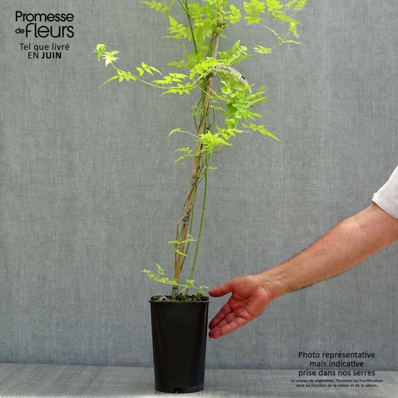 Gelsomino bianco - Jasminum officinale Aureum esemplare consegnato in primavera