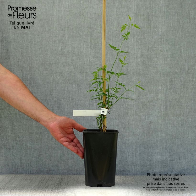 Example of Jasminum grandiflorum - Gelsomino di Spagna Vaso da 2L/3L as you get in printemps