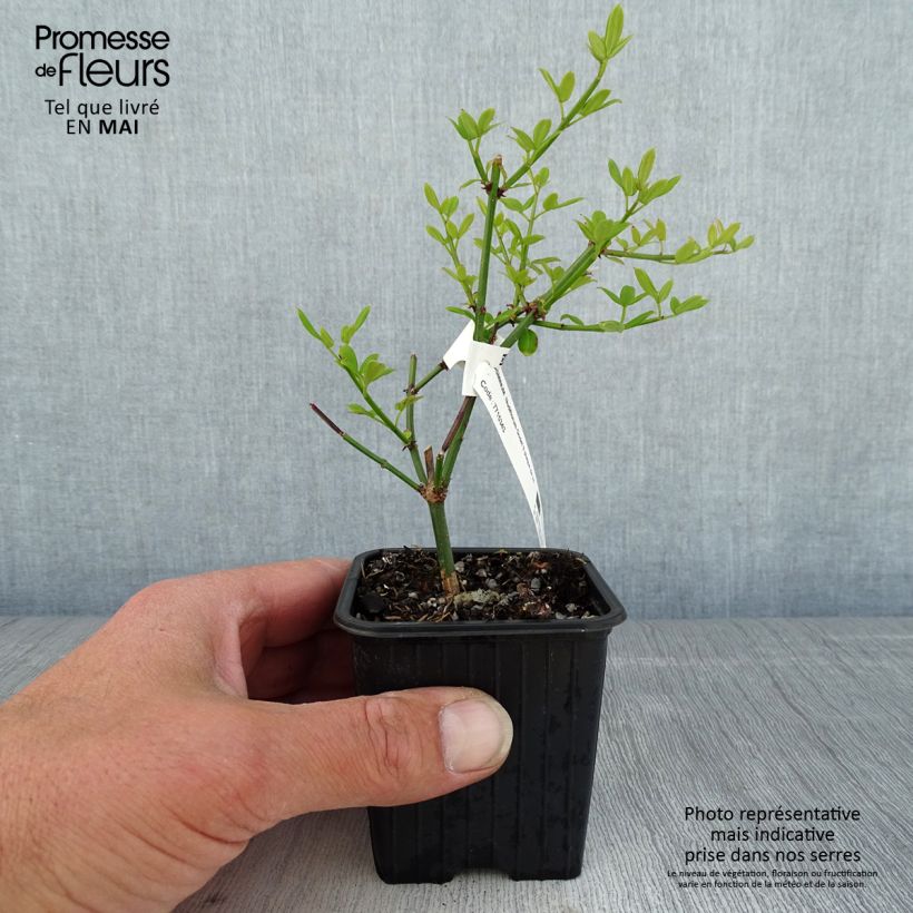 Jasminum nudiflorum - Gelsomino d'inverno Vasetto da 8/9 cm esemplare consegnato in primavera