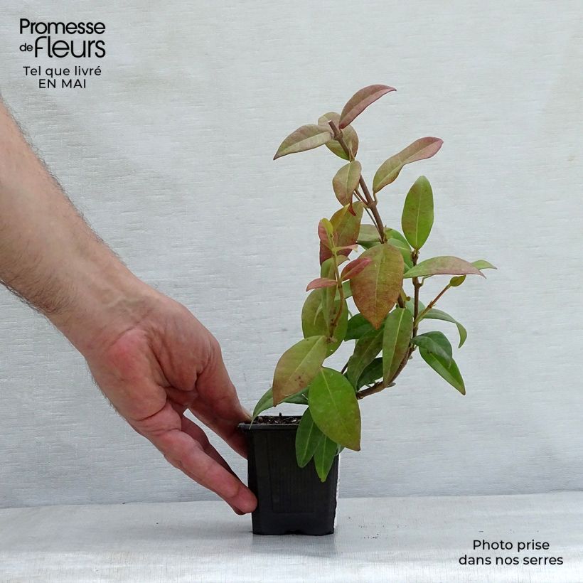 Trachelospermum jasminoides - Falso gelsomino Vasetto da 8/9 cm esemplare consegnato in primavera