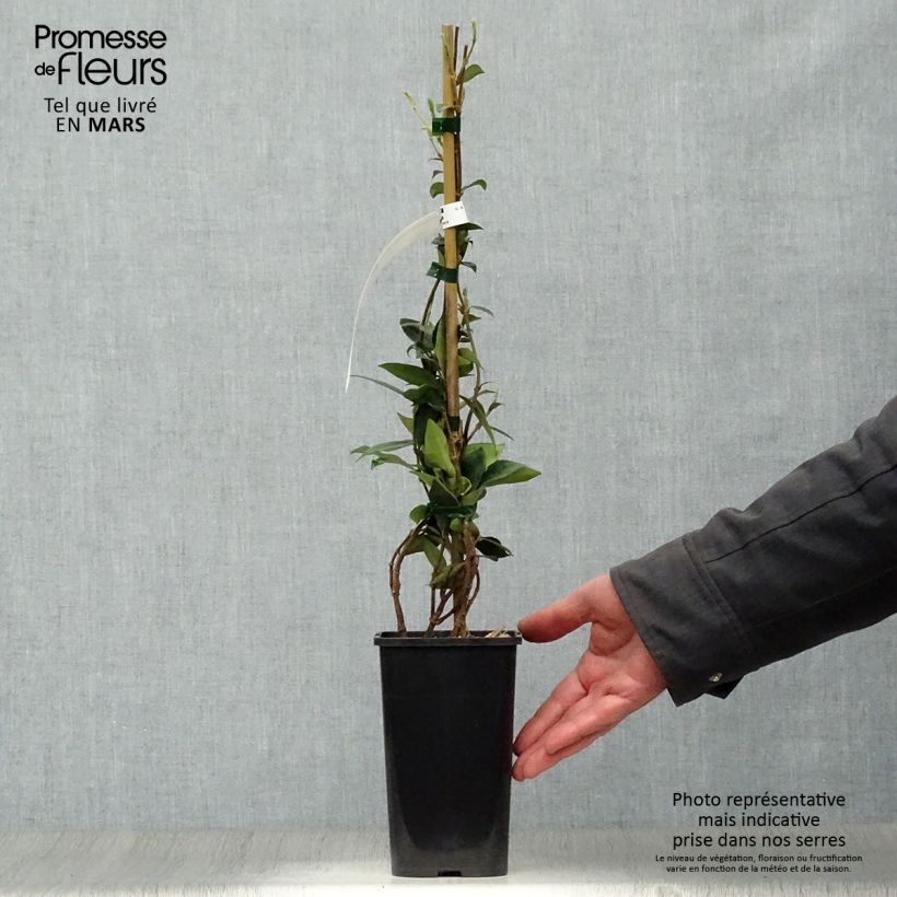 Trachelospermum jasminoides - Falso gelsomino Vaso da 1L/1,5L esemplare consegnato in primavera