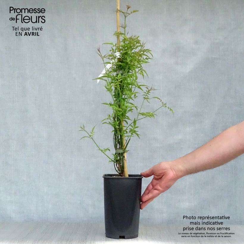 Example of Jasminum officinale - Gelsomino comune Vaso da 2L/3L as you get in printemps
