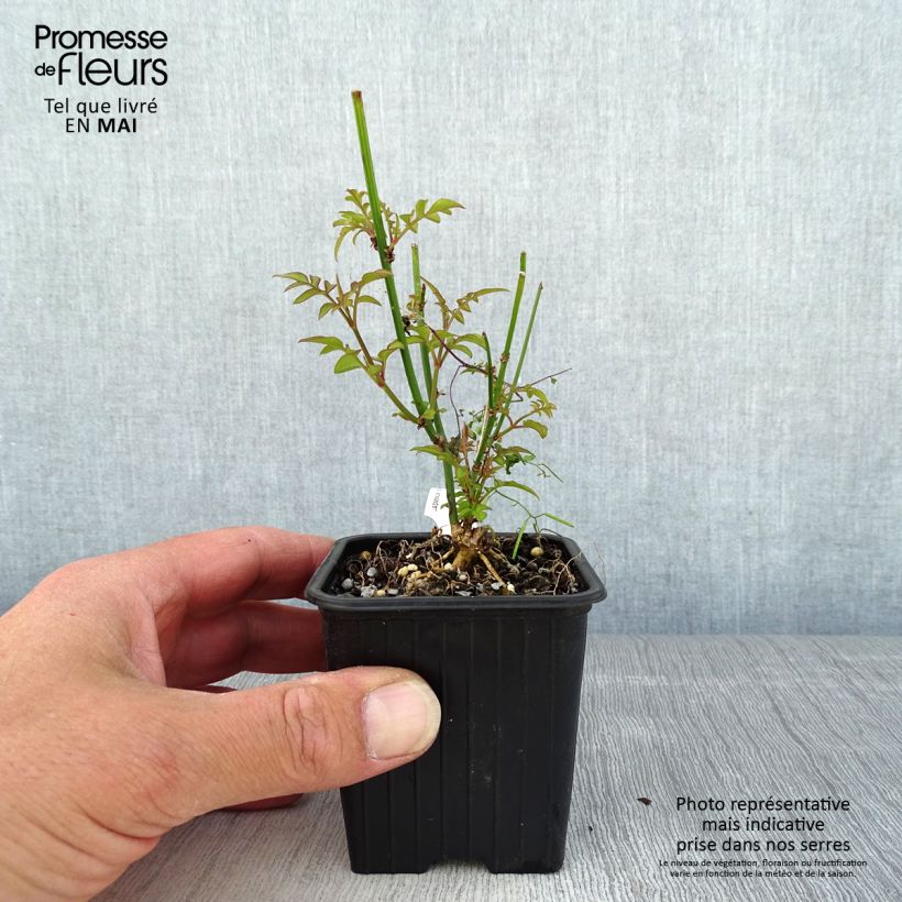 Example of Jasminum officinale - Gelsomino comune Vasetto da 8/9 cm as you get in printemps