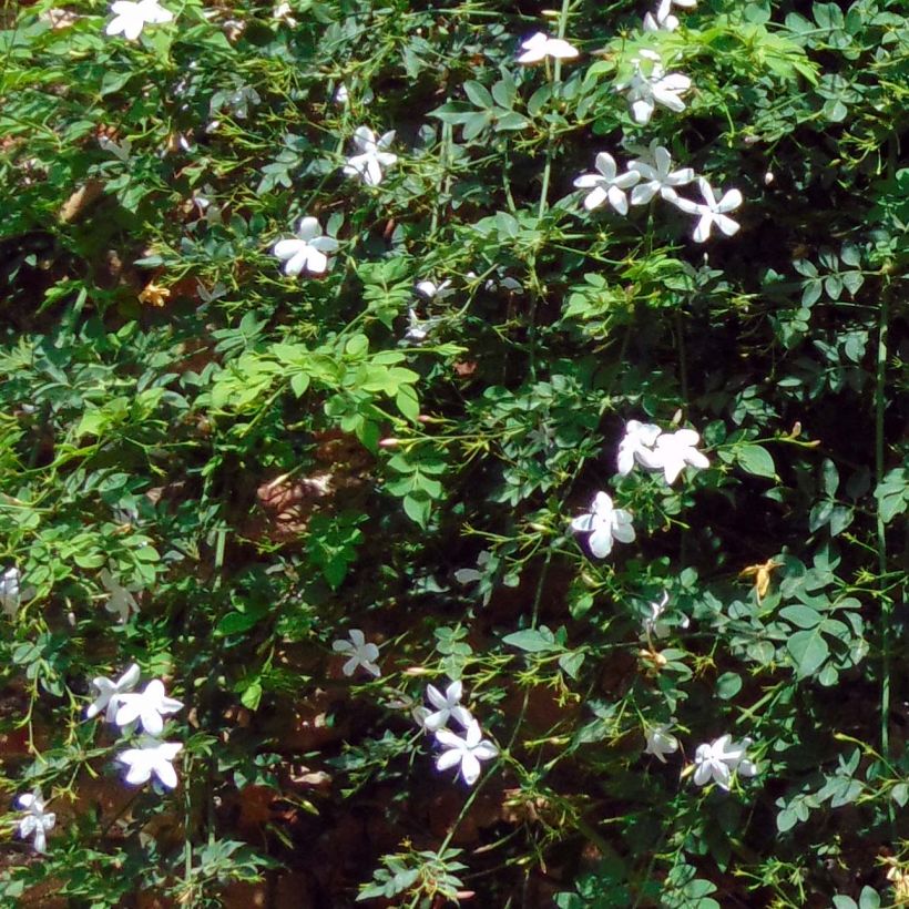 Jasminum azoricum - Gelsomino delle Azzorre (Fogliame)
